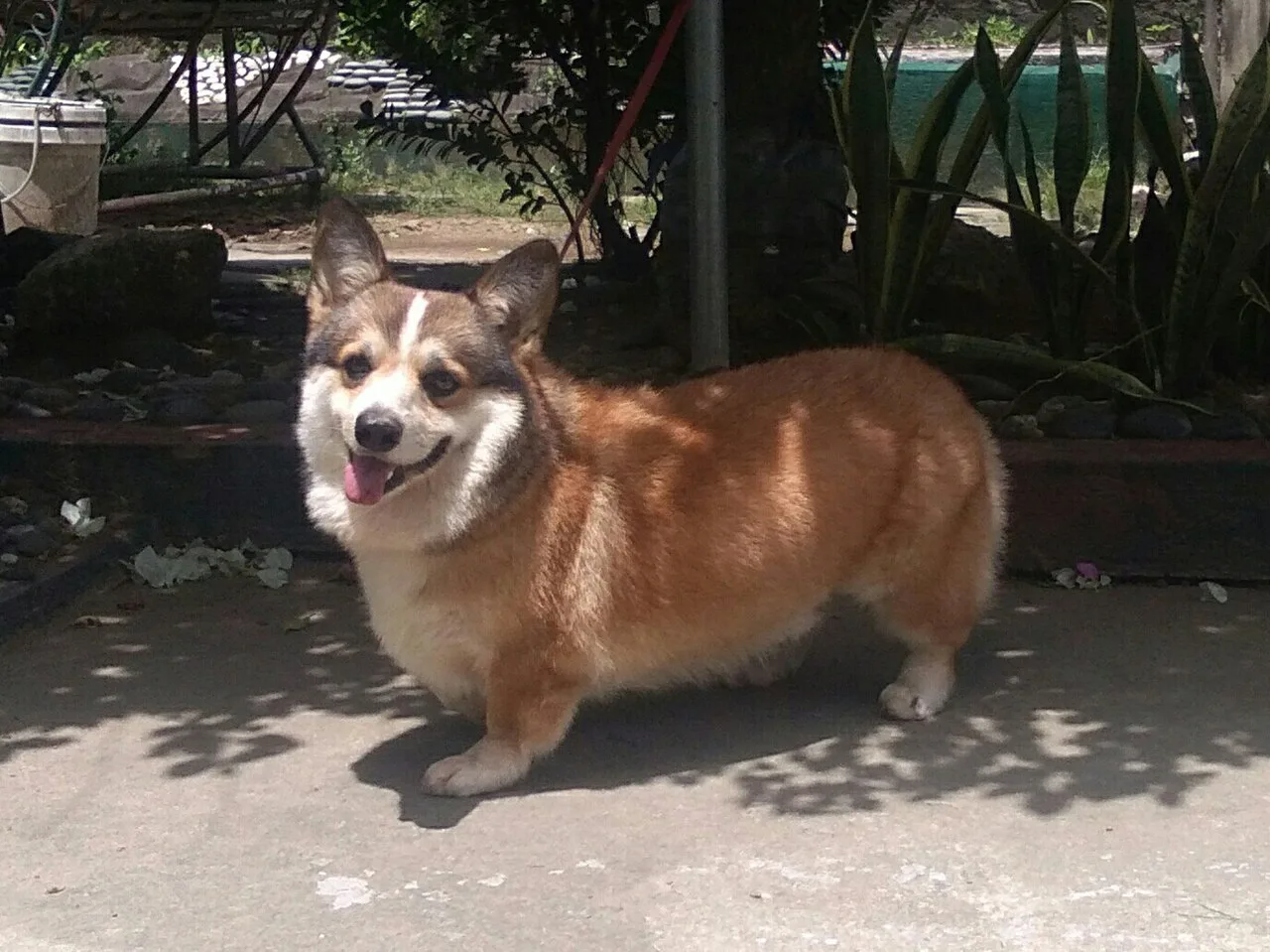 Pembroke Welsh Corgi: Complete Breed Guide