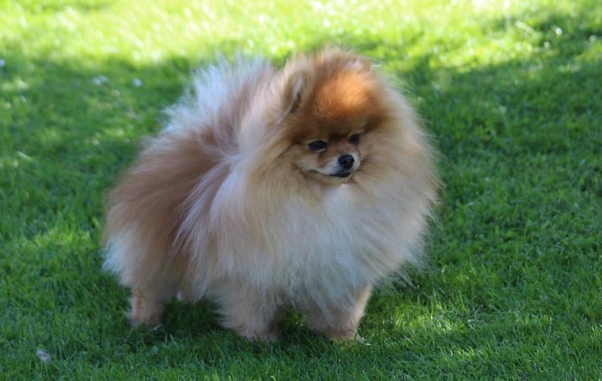 Pomeranian: Complete Breed Guide