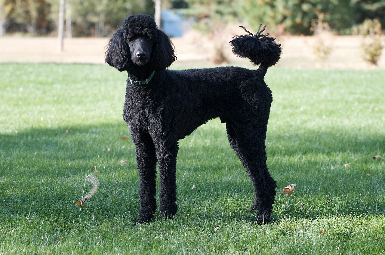 Poodle Health Problems: Conditions, Genetic Tests, and Screening Guide