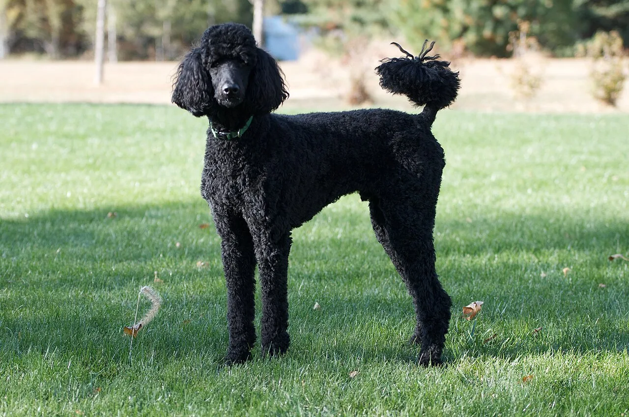 Complete Poodle Breed Overview