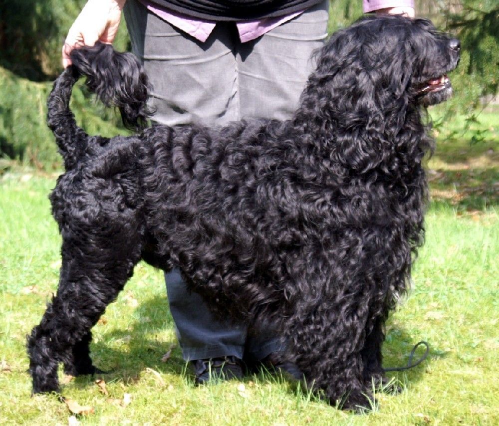 Portuguese Water Dog: Complete Breed Guide