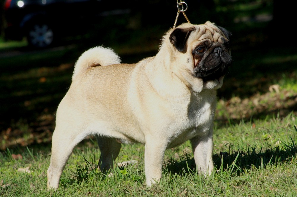 Pug: Complete Breed Guide