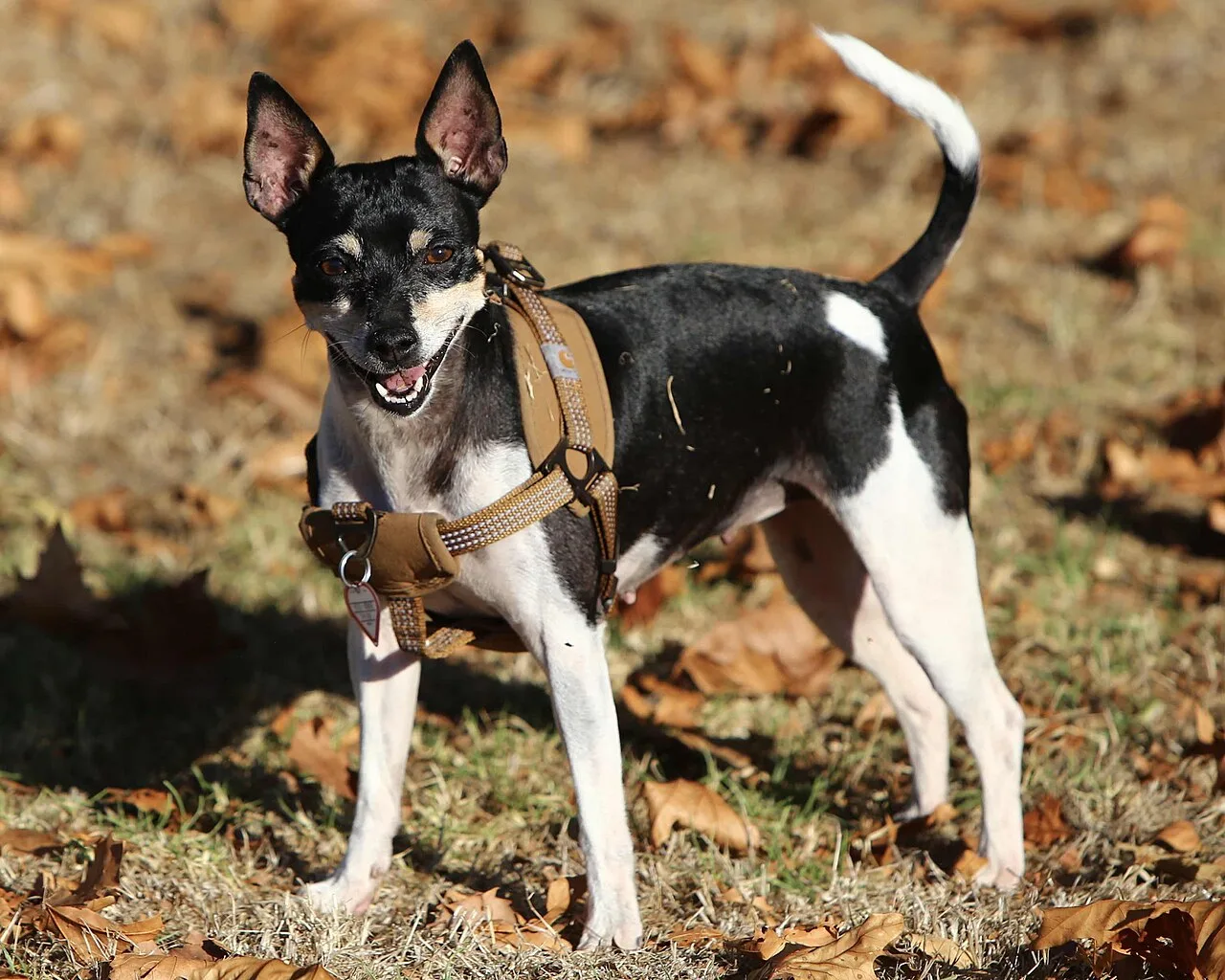 Complete Guide to Rat Terriers