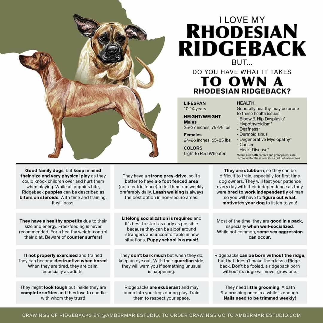 Rhodesian Ridgeback Complete Guide