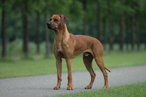 Rhodesian Ridgeback: Complete Breed Guide