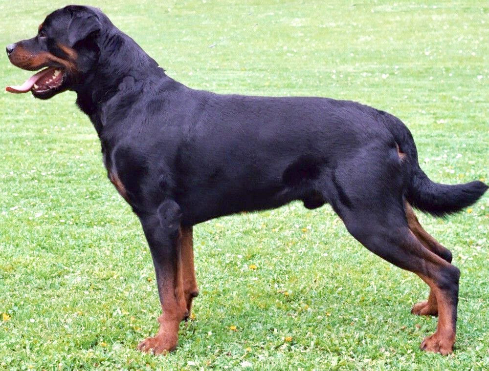 Rottweiler Health Problems: Cancer, Orthopaedic Disease, and Screening Guide