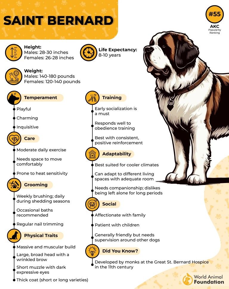 Saint Bernard Breed Guide Overview