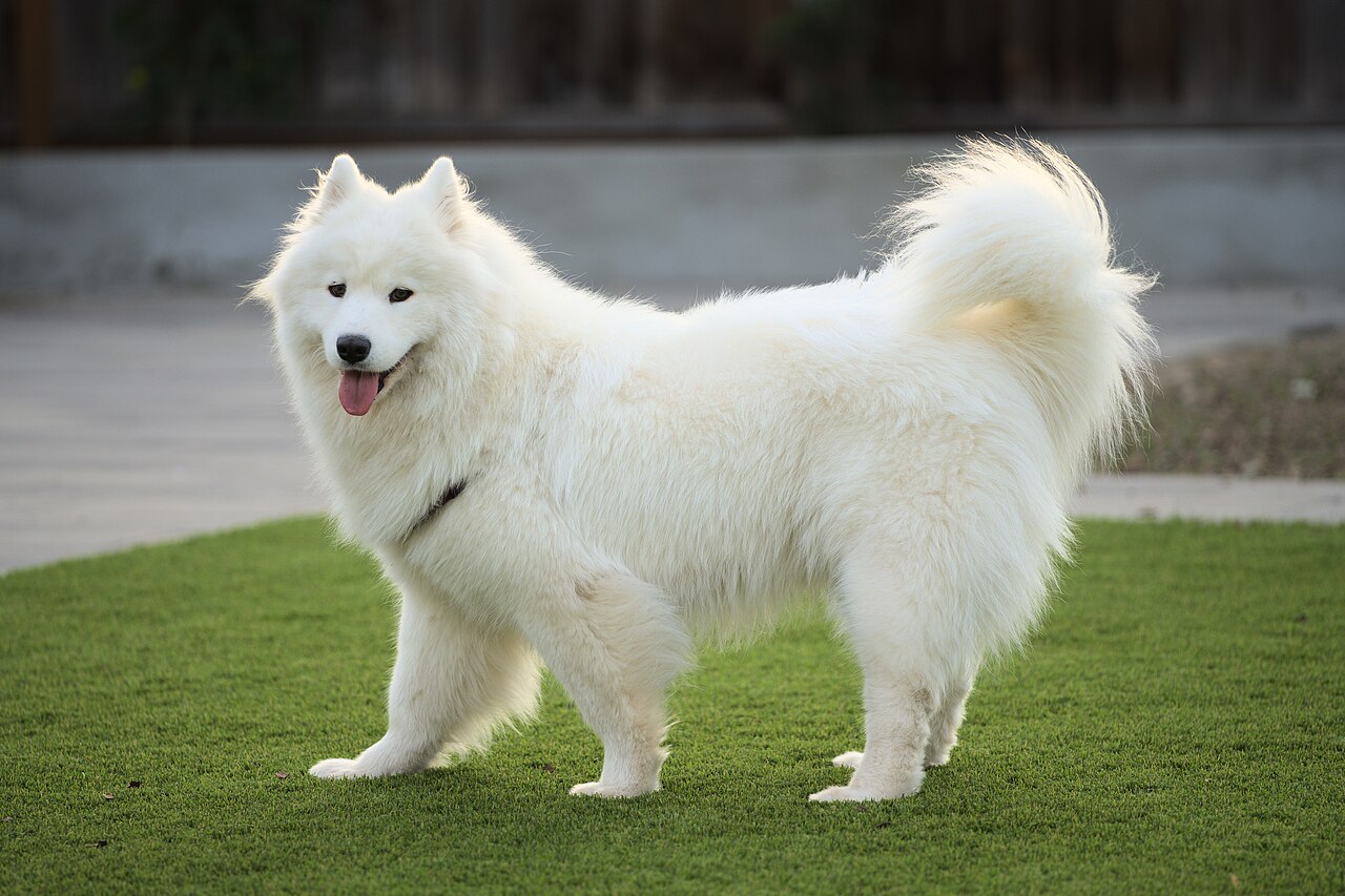 Samoyed: Complete Breed Guide