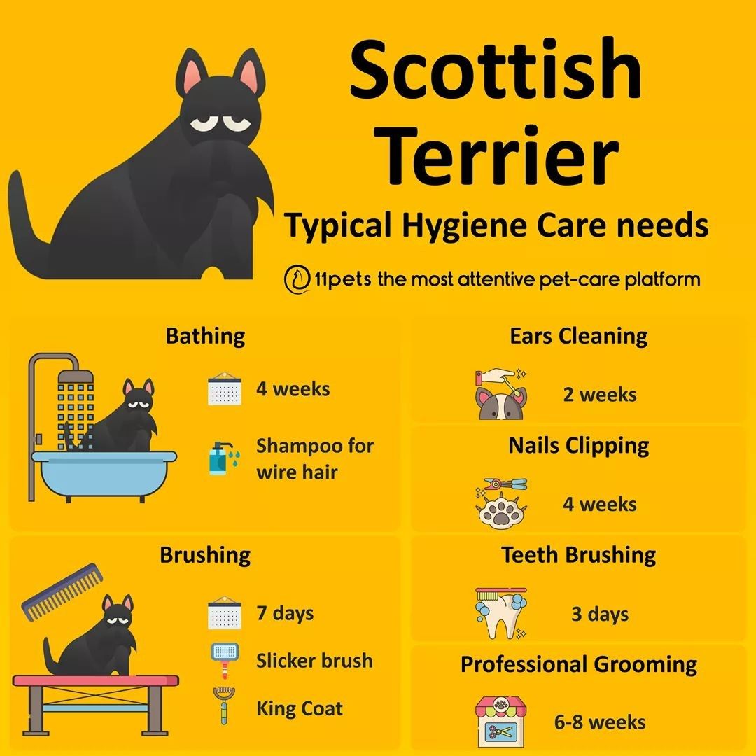 Complete Scottish Terrier Guide