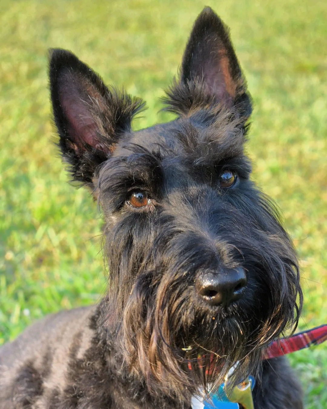 Complete Scottish Terrier Guide