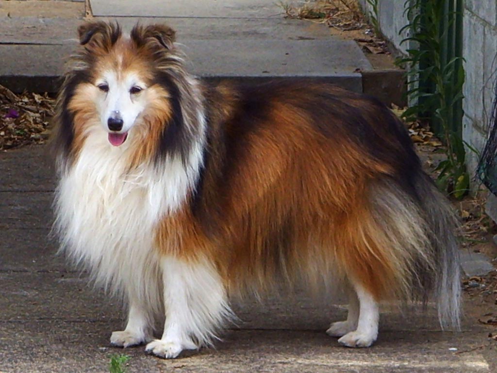 Shetland Sheepdog: Complete Breed Guide