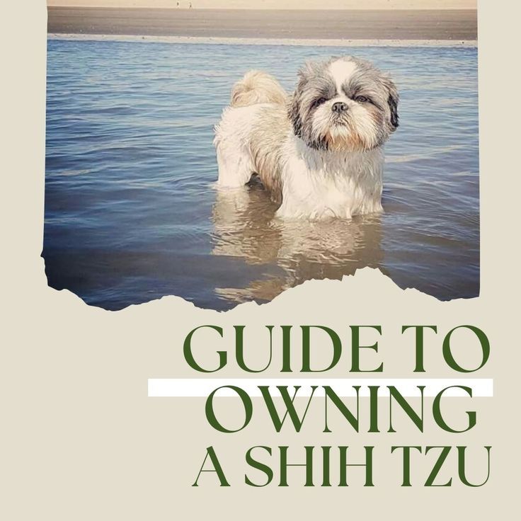 Complete Shih Tzu Breed Guide