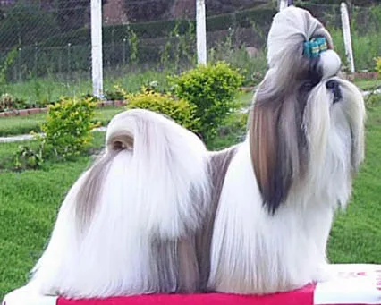 Complete Shih Tzu Breed Guide