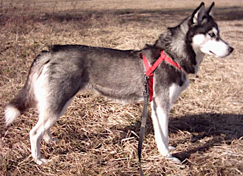 Complete Siberian Husky Breed Overview