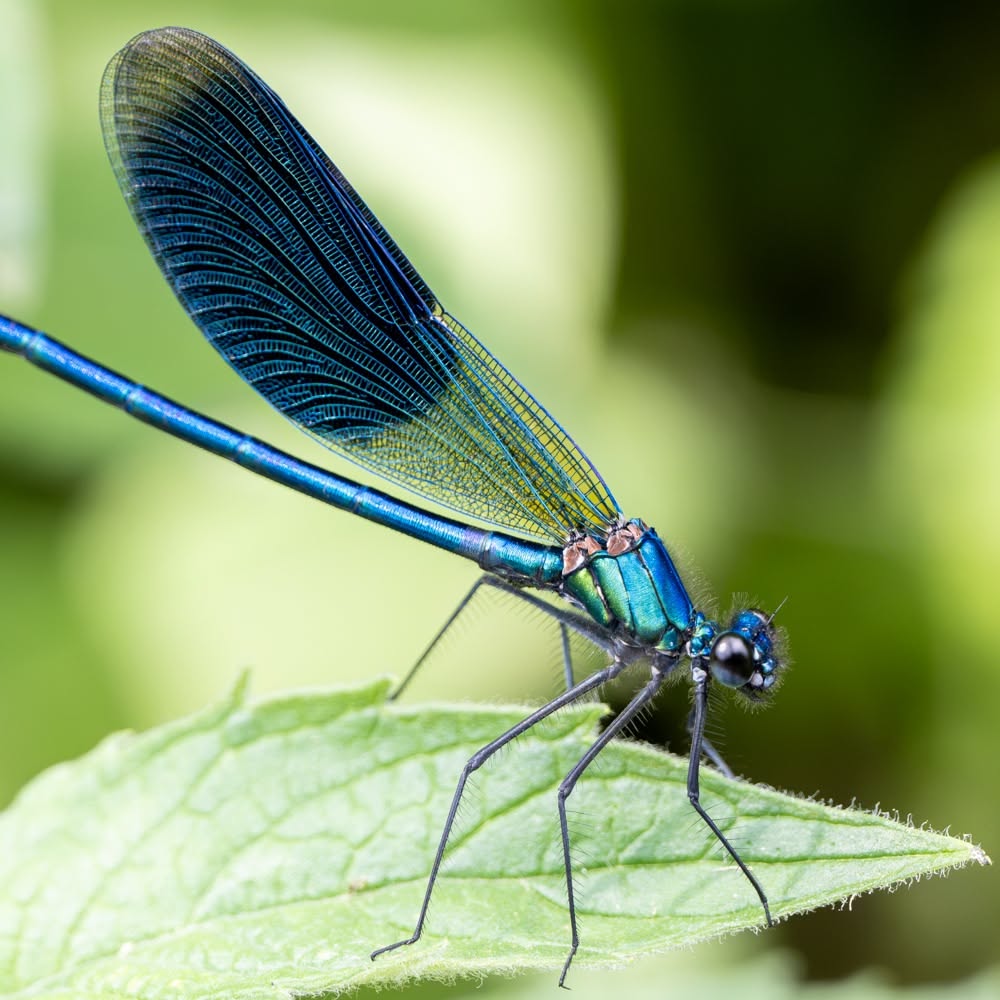 The Extraordinary World of Dragonflies