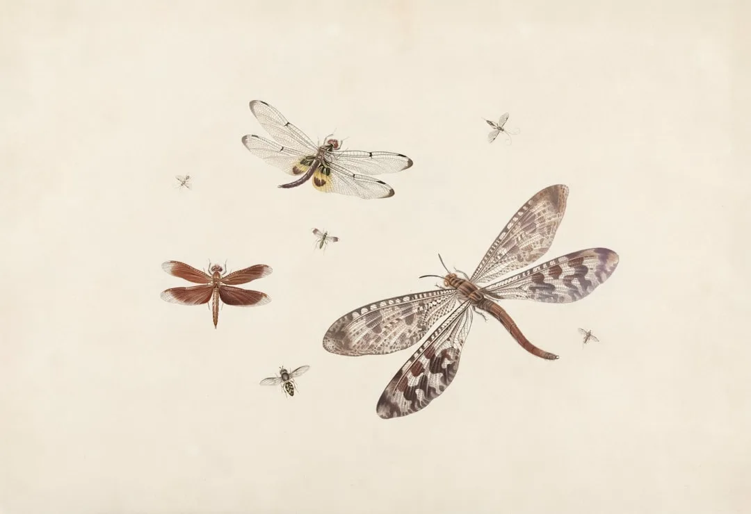 Dragonflies: Ancient Aerial Predators with 360-Degree Vision