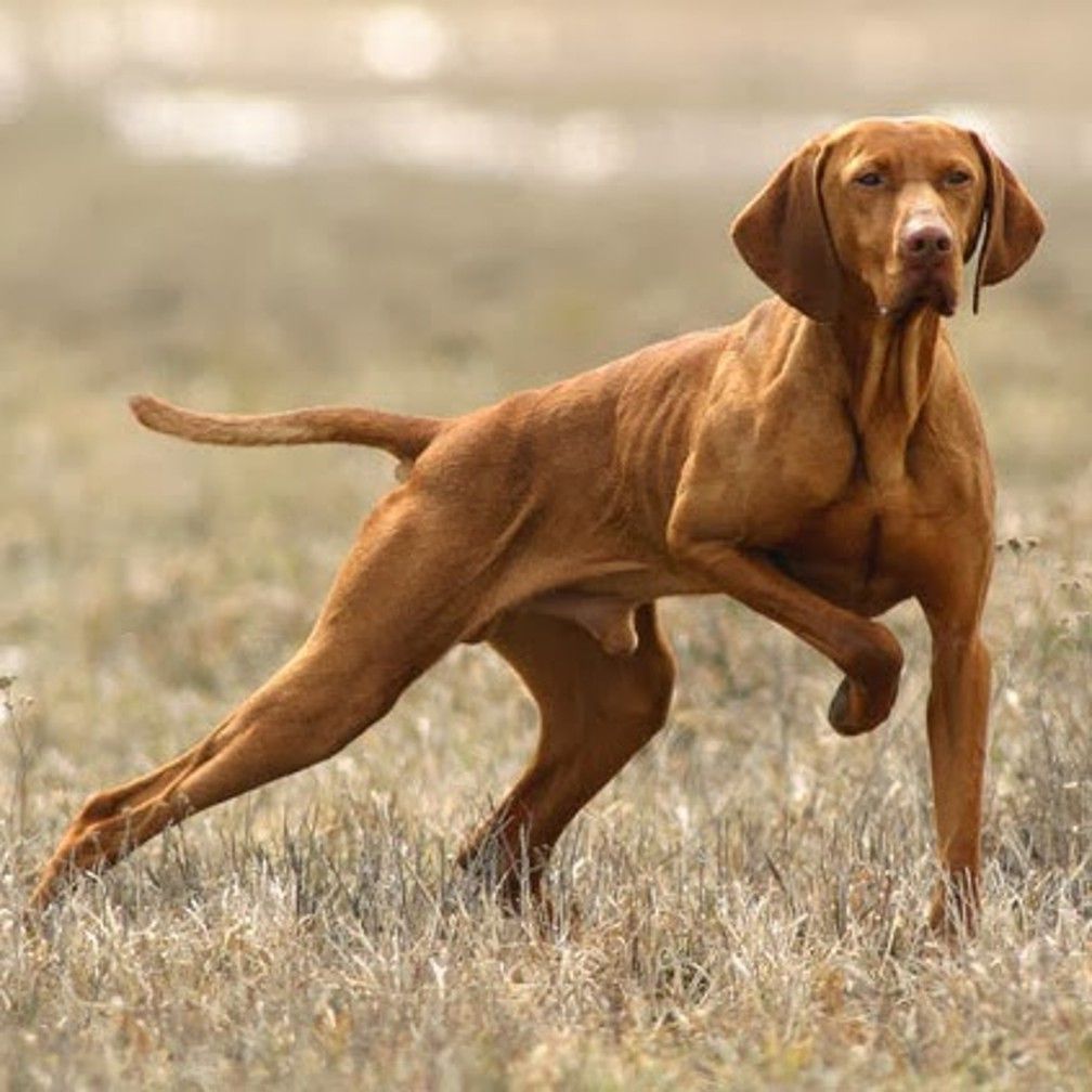 Complete Vizsla Breed Overview
