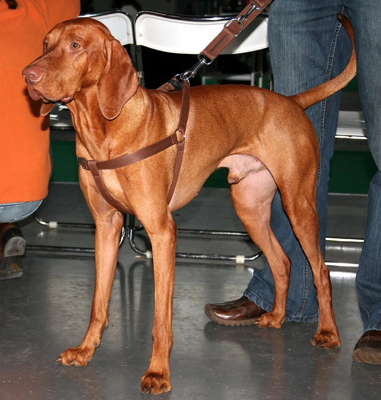 Complete Vizsla Breed Overview