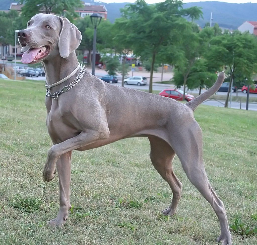 Weimaraner: Complete Breed Guide