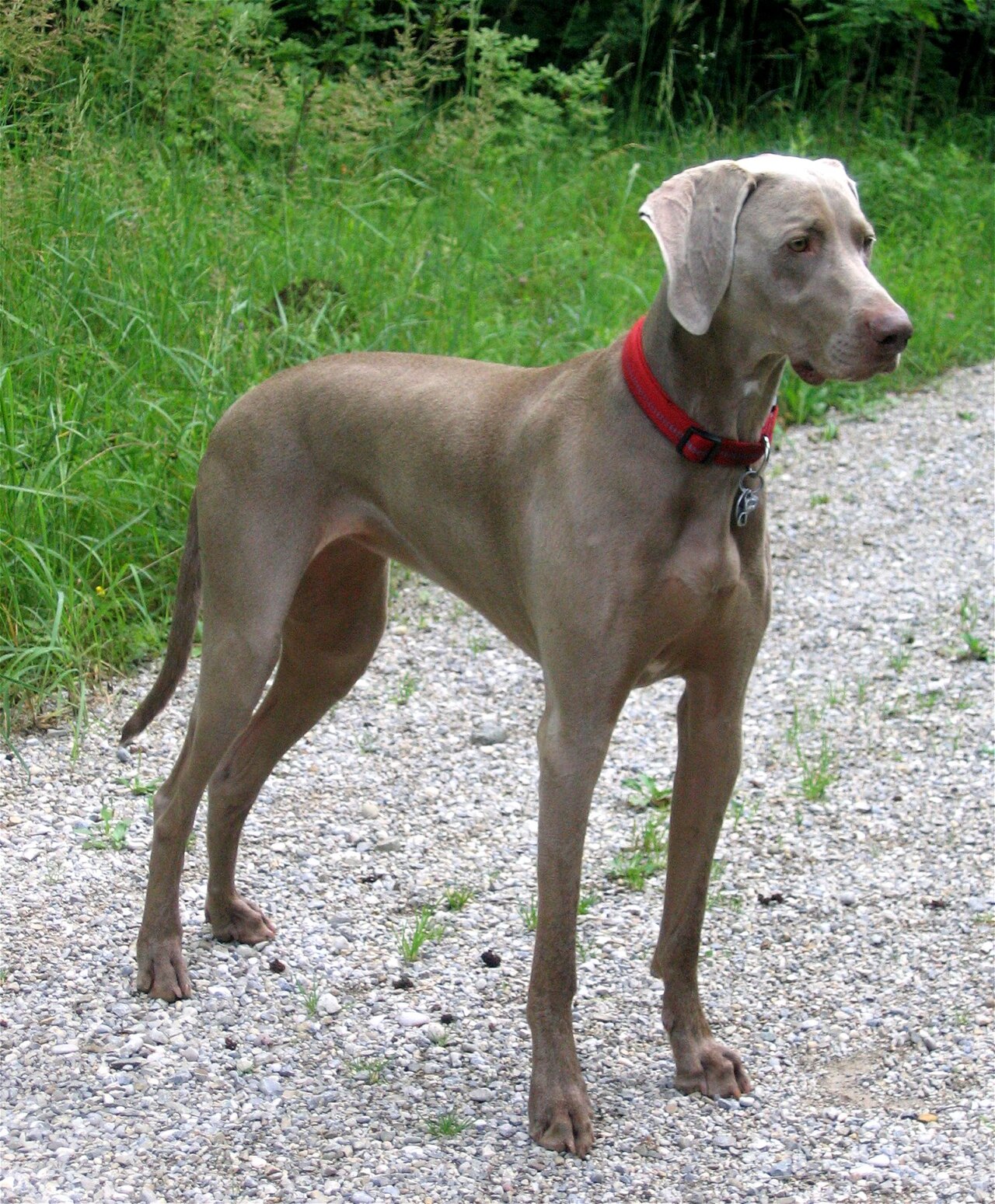 Weimaraner: Complete Breed Guide