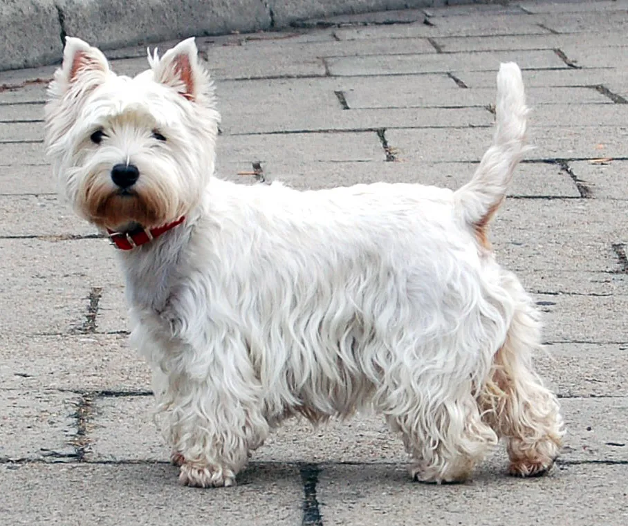 West Highland White Terrier Complete Guide
