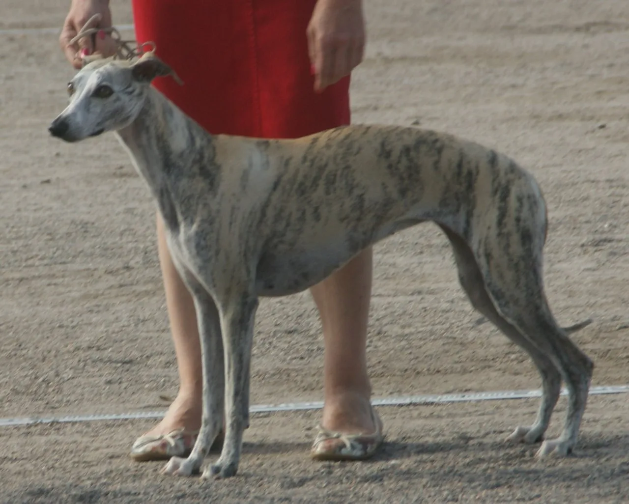 Complete Whippet Breed Guide