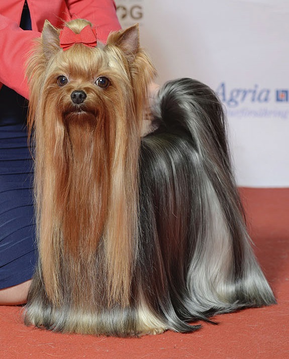 Yorkshire Terrier Health Problems: Dental Disease, Tracheal Collapse, and More