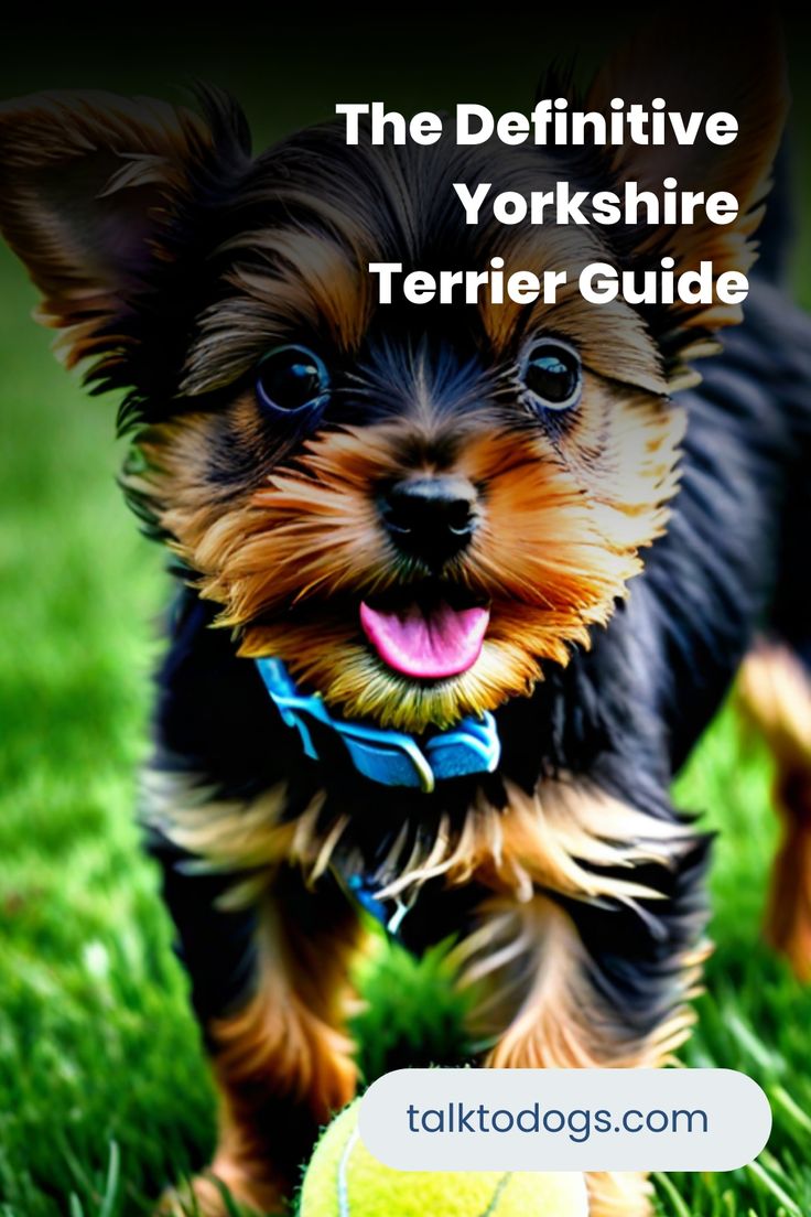 Comprehensive Yorkshire Terrier Guide