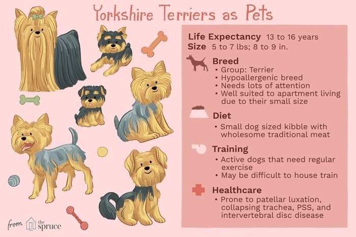 Comprehensive Yorkshire Terrier Guide