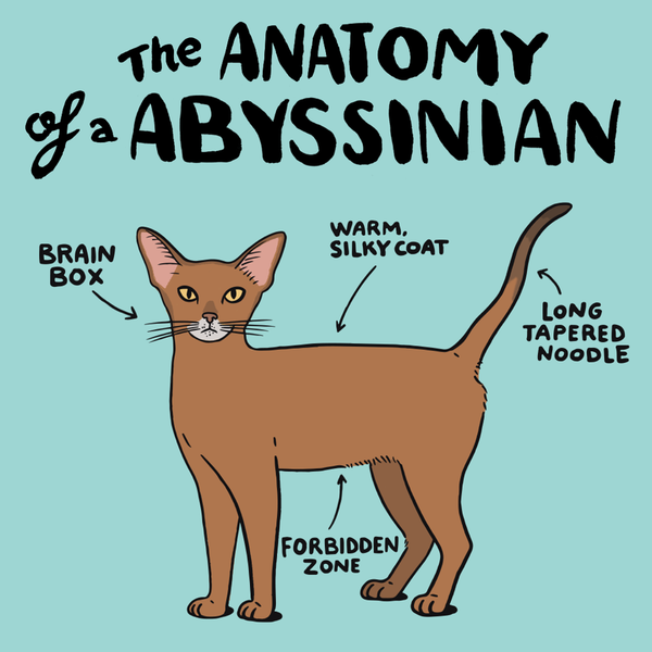 Abyssinian Cat Complete Guide