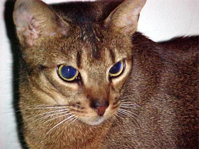 Abyssinian Cat Complete Guide