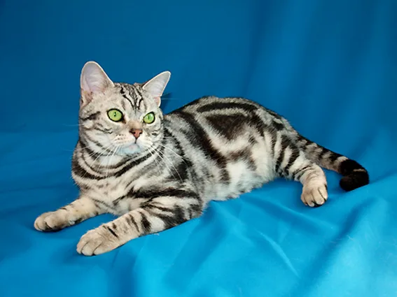 American Shorthair Breed Guide