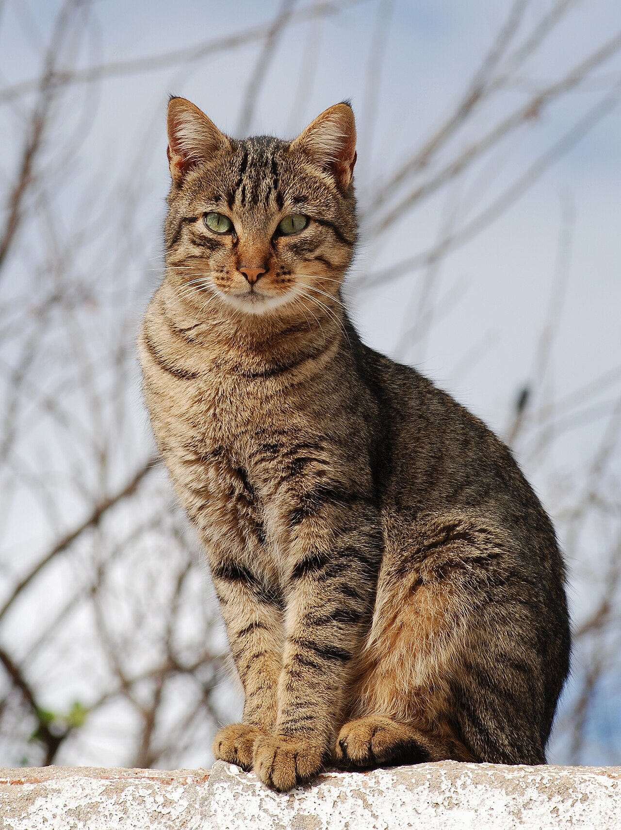 Balinese Cat