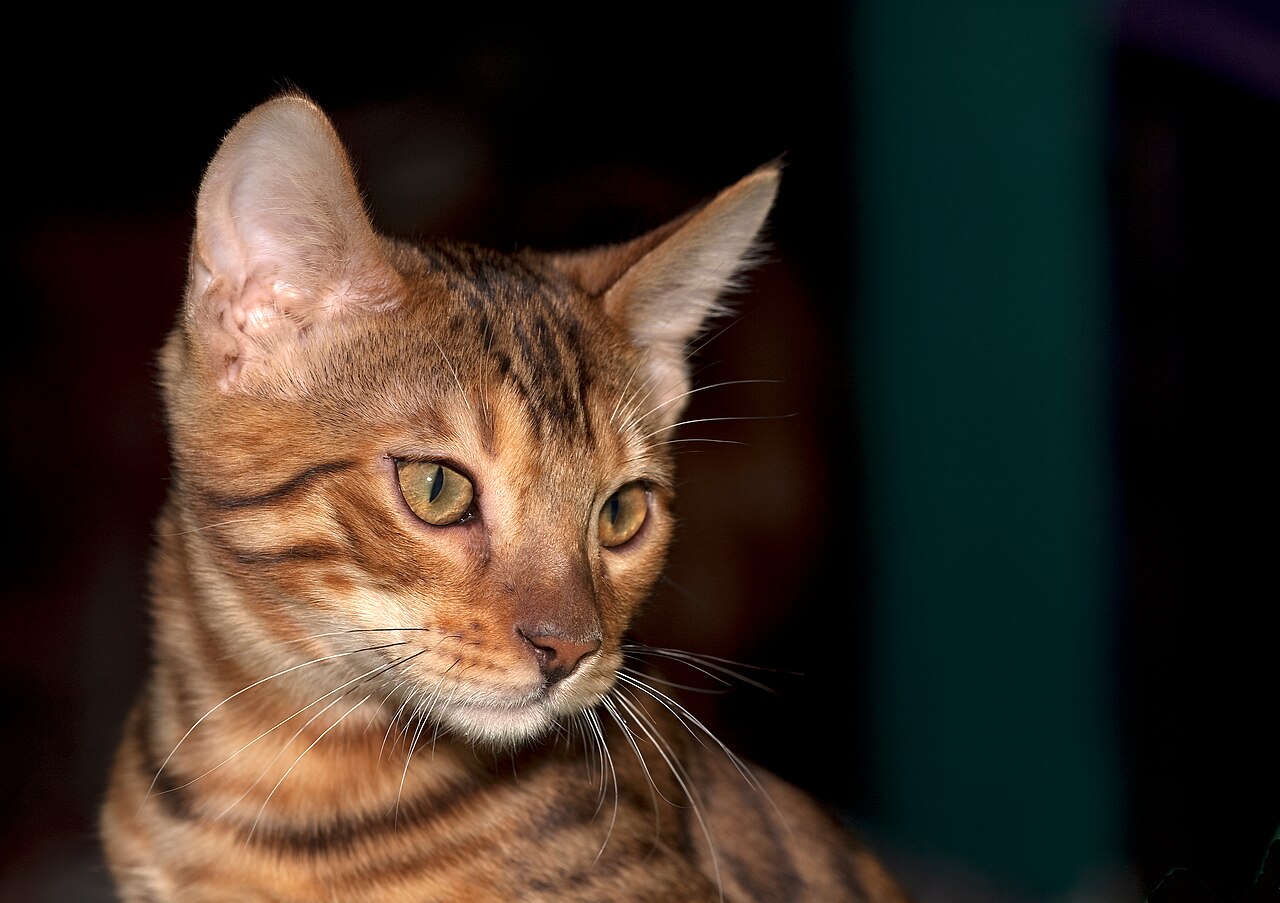 Bengal Cat Care Guide: Activity, Grooming, Feeding, and Health