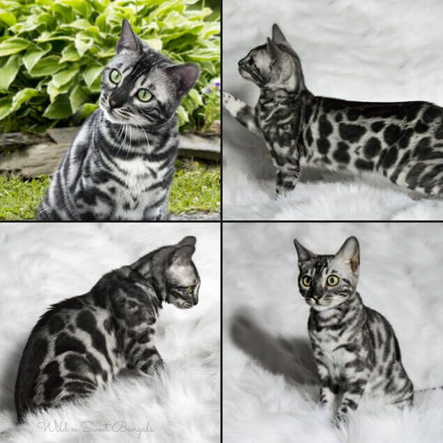 Bengal Cat Breed Overview