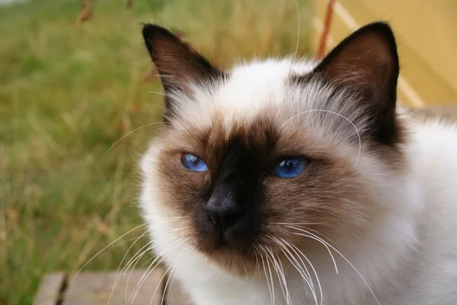 Birman Cat Breed Overview
