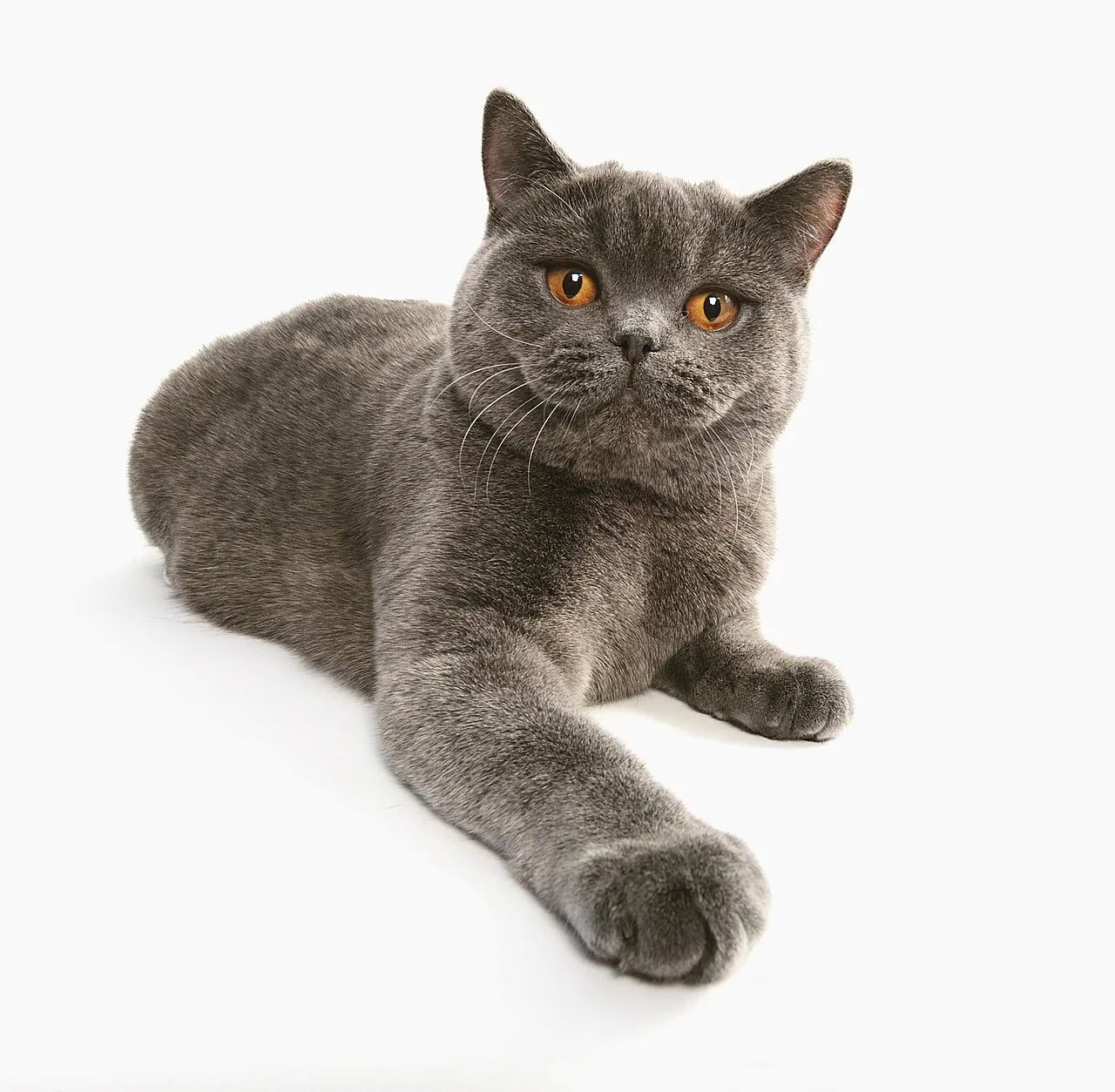 British Shorthair Cat Guide