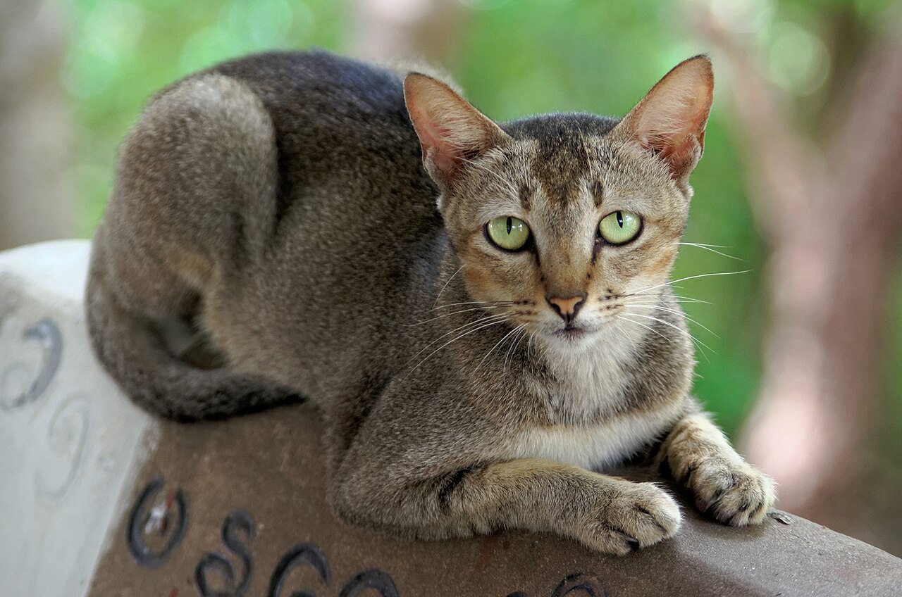 Burmese Cat