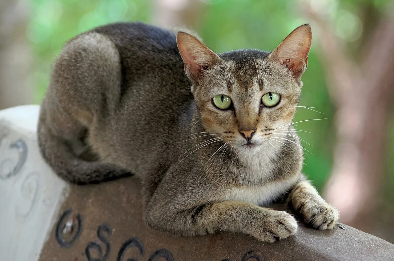 Burmese Cat Care Overview
