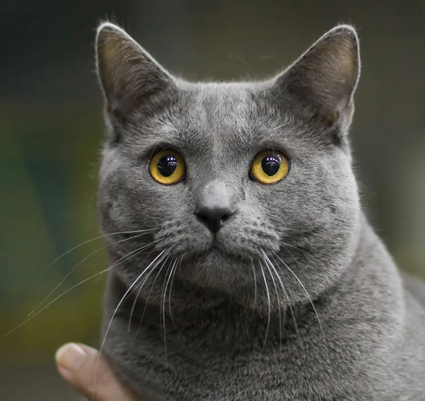 Chartreux Cat Breed Overview