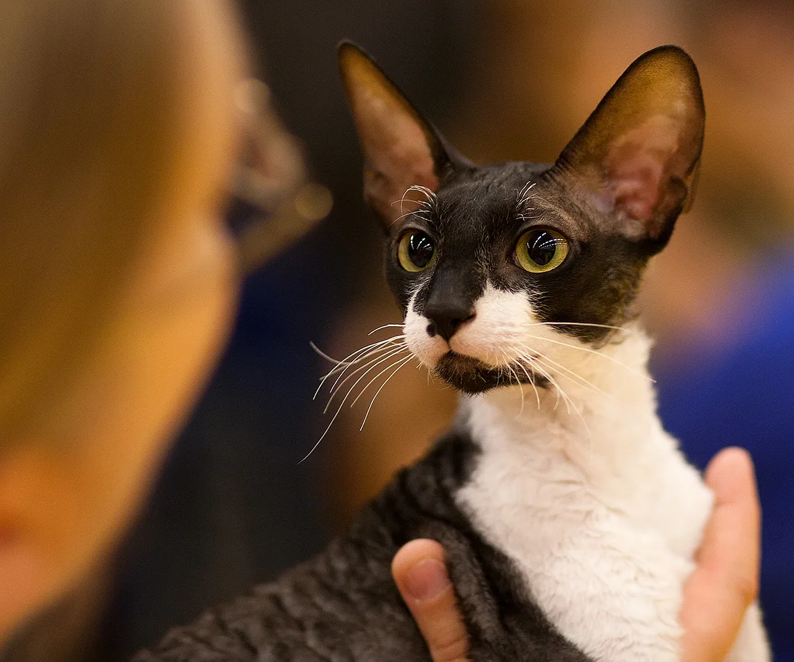 Cornish Rex Complete Breed Guide