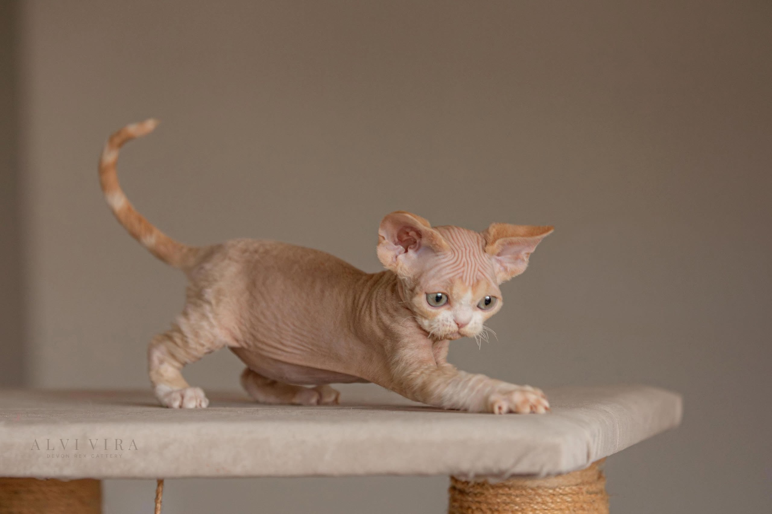Devon Rex