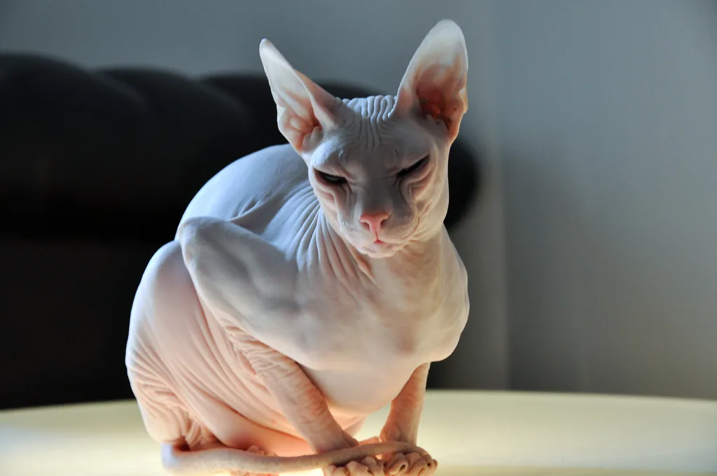 Donskoy Cat Breed Guide