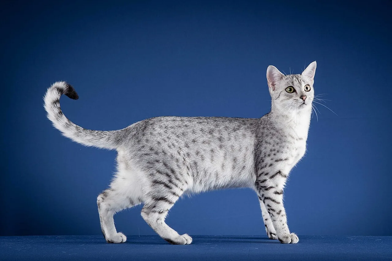 Egyptian Mau Breed Overview