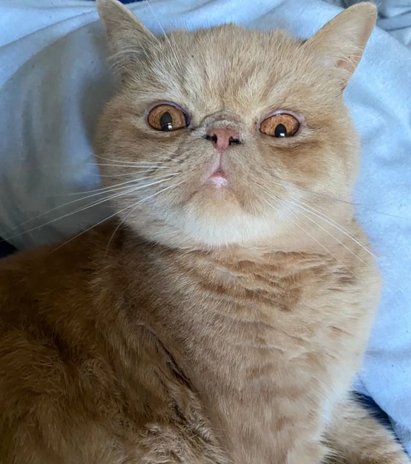 Exotic Shorthair Complete Guide