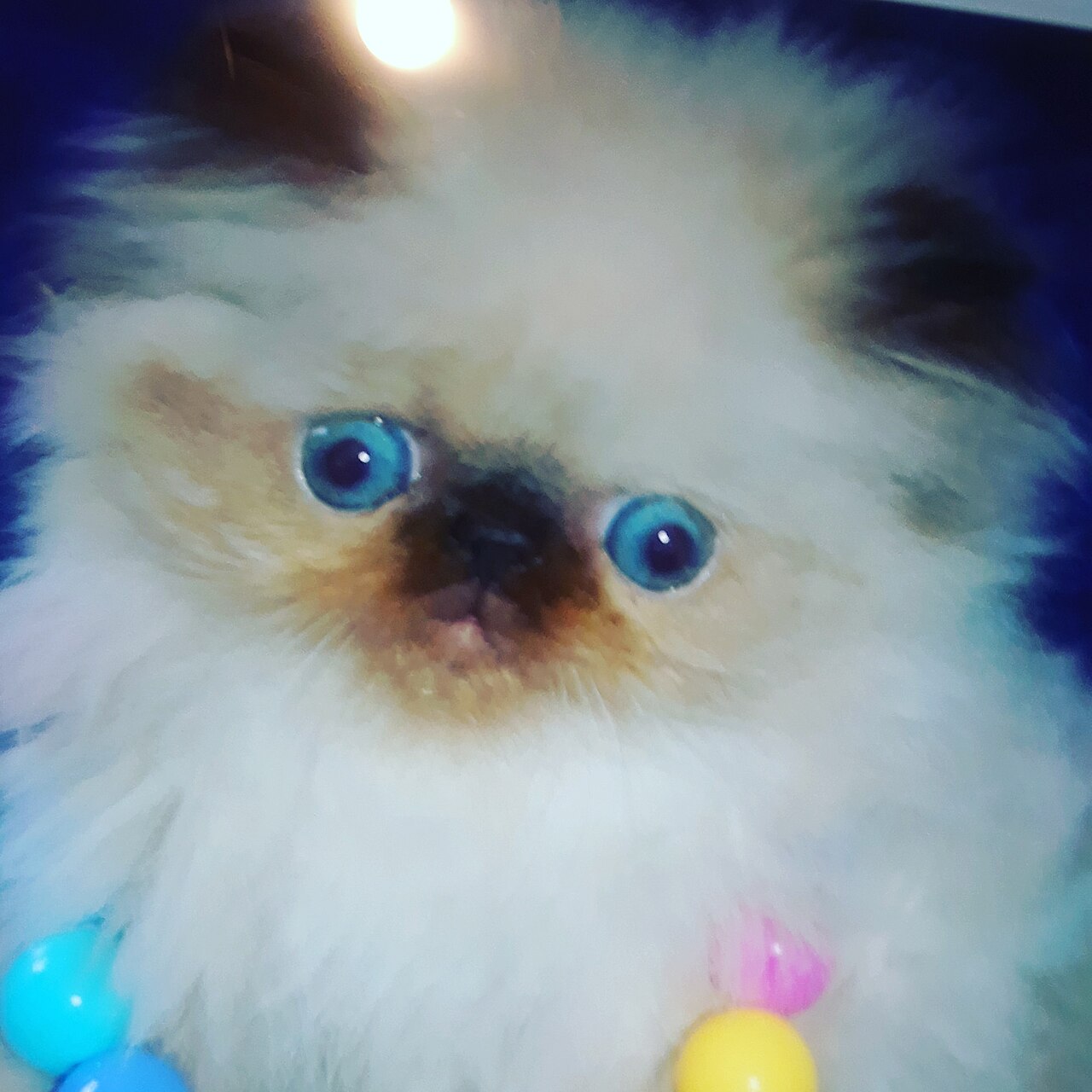 Himalayan Cat