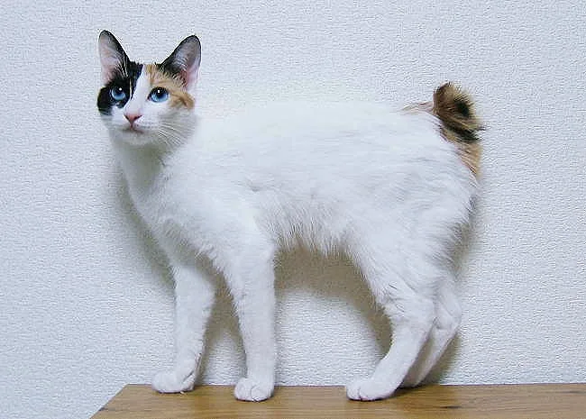 Japanese Bobtail Cat Guide