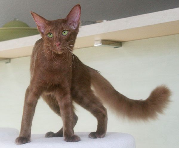 Javanese Cat Breed Overview