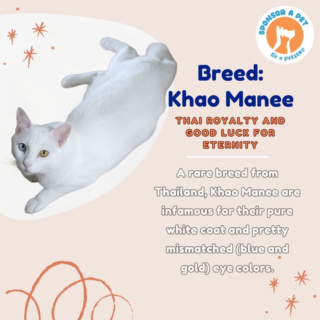 Khao Manee Cat Breed Guide