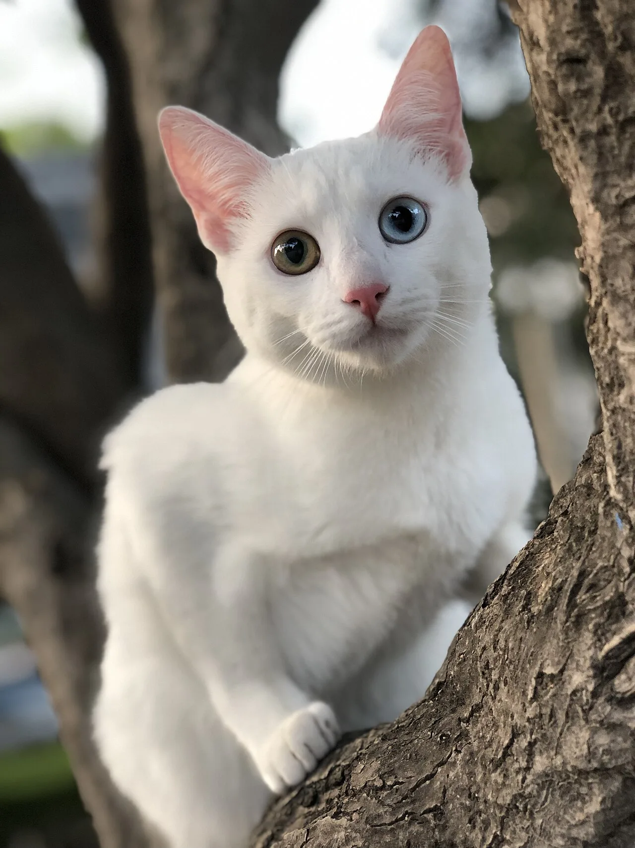 Khao Manee Cat Breed Guide